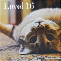 Level 16 Badge